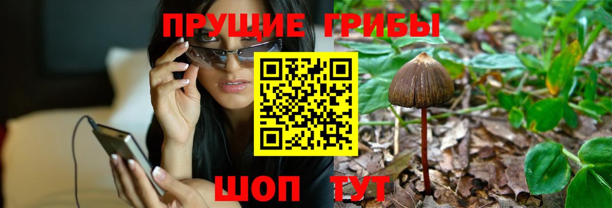 где найти   Галлюциногенные грибы Psilocybine cubensis  Вход с VPN  Галлюциногенные грибы MAGIC MUSHROOMS  Выборг 
